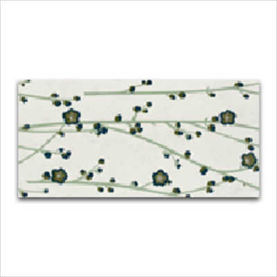 Zirconio Seramik Versalles Almendro-1 Nacar Çiçek 33,3 x 66,6 cm